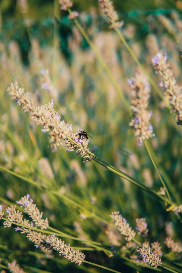 B&B Al Giardino Dei Laghi Revine Lago ภายนอก รูปภาพ