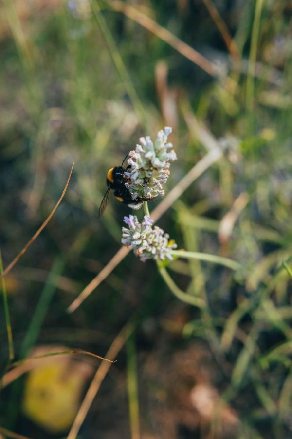 B&B Al Giardino Dei Laghi Revine Lago ภายนอก รูปภาพ
